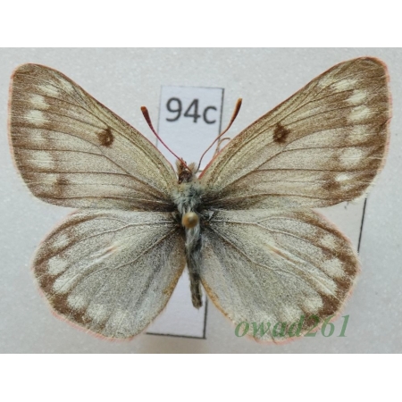 Colias nastes jacuticola Weiss & Mracek, 1989 Russia94c